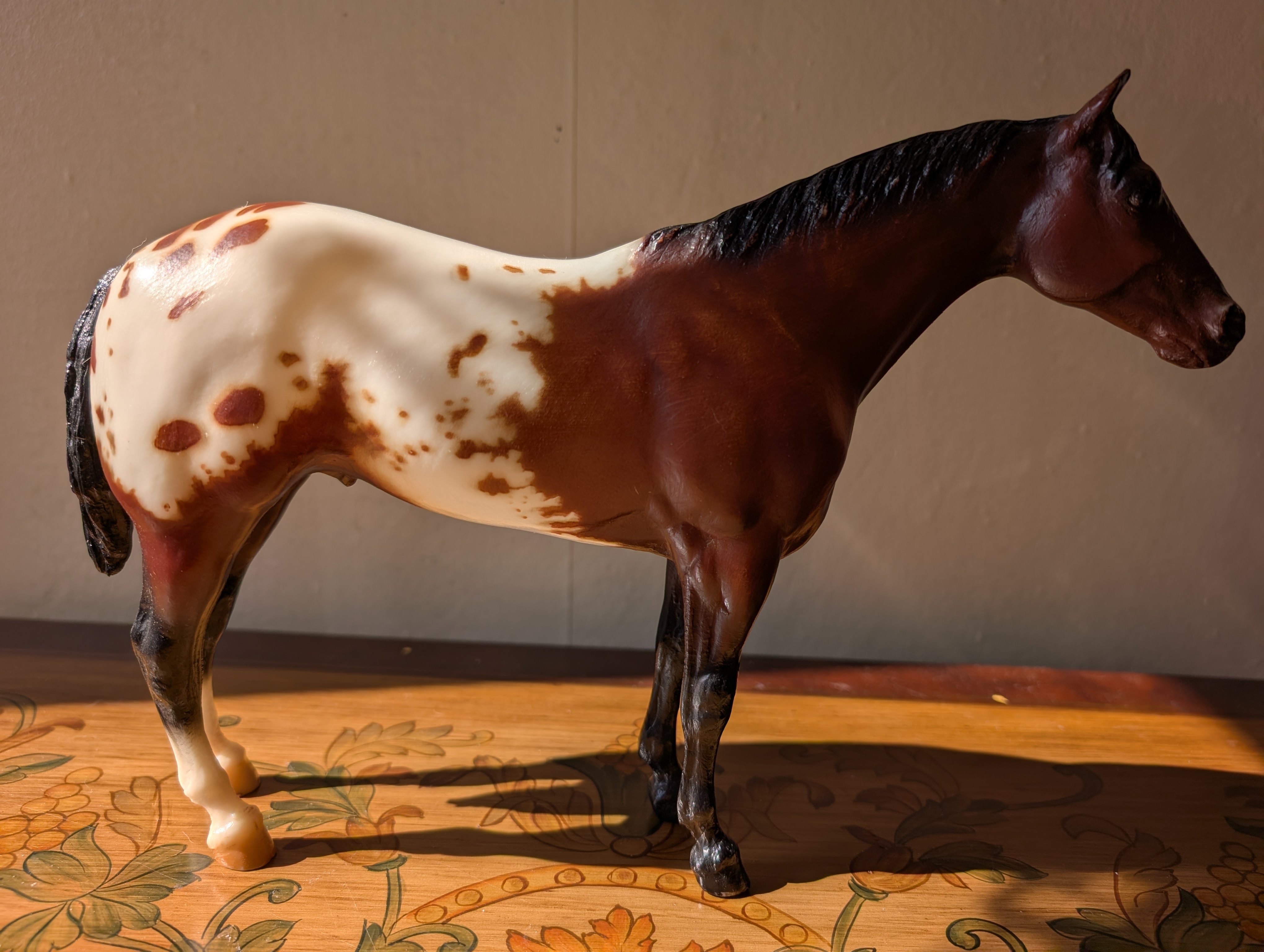 Family Appaloosa Stallion