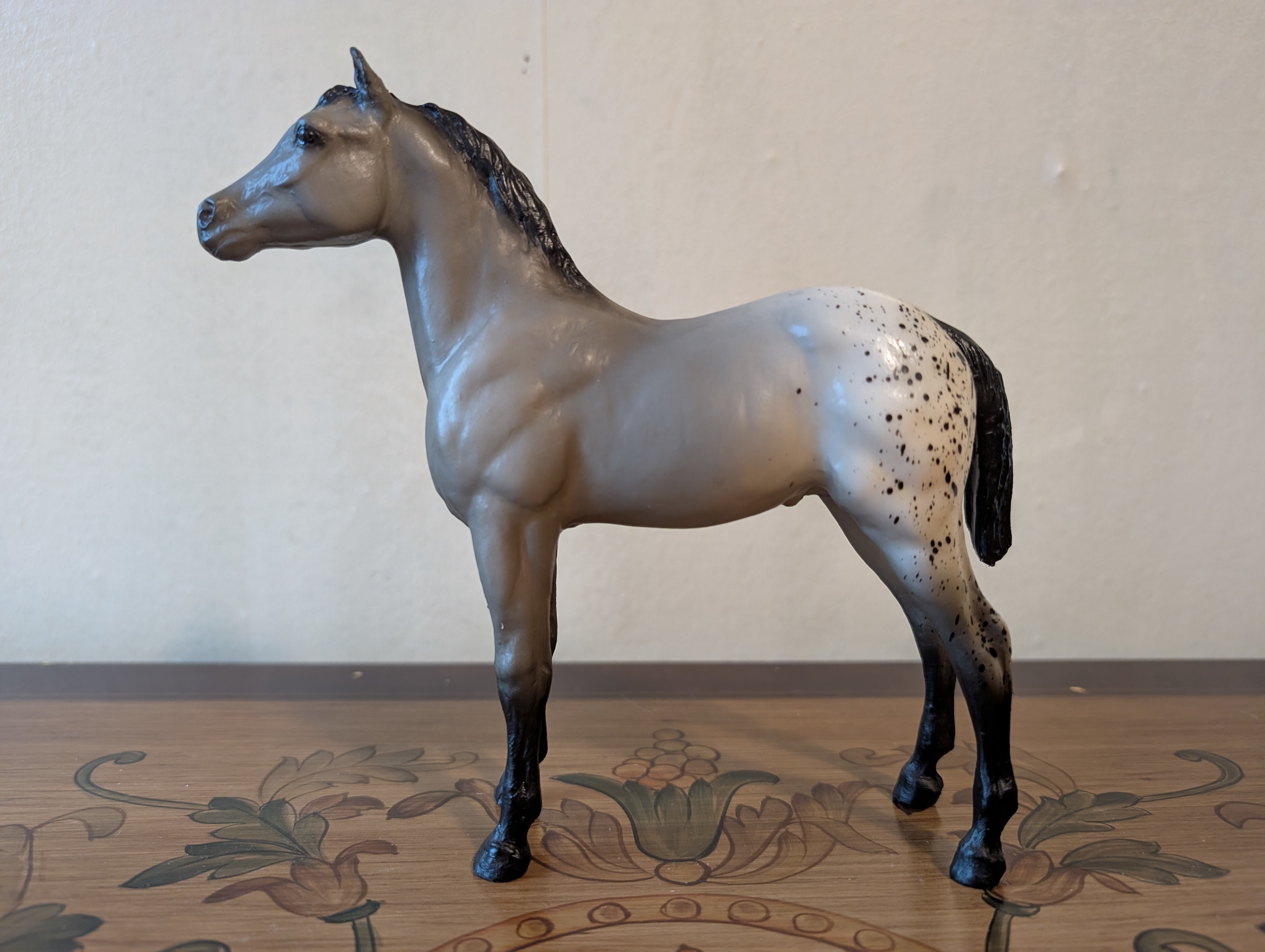 Appaloosa Stock Horse Foal